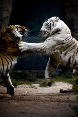 earthandanimals:  Clash of the Titans Photo by Jason Carne 