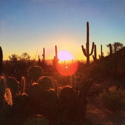 axandapple:  ✨🌞🌋🌵✨ (at Saguaro National Park) 