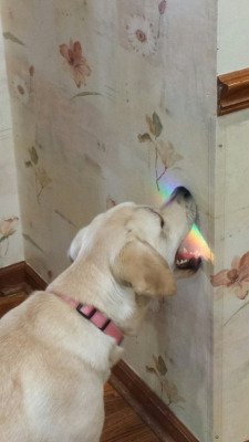 awwww-cute:  Taste the rainbow (Source: http://ift.tt/1IRpMcH)