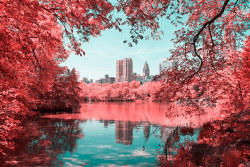 flavorwire:  Infrared Photos of NYC’s Central Park as a Psychedelic