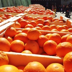 instagram:   Capturing Carnevale di Ivrea (Battle of the Oranges)