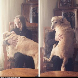 aplacetolovedogs:  This Golden Retriever sure loves his pets!!!