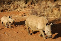 oix:  Africa’s Western black rhino officially declared extinct