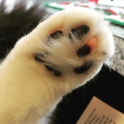sigmundandtheowyn:  Tuxedo beans!  😍😍😍😍😍