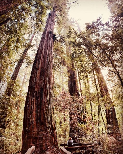 @cothman at the base of a huge redwood. One tree in there is