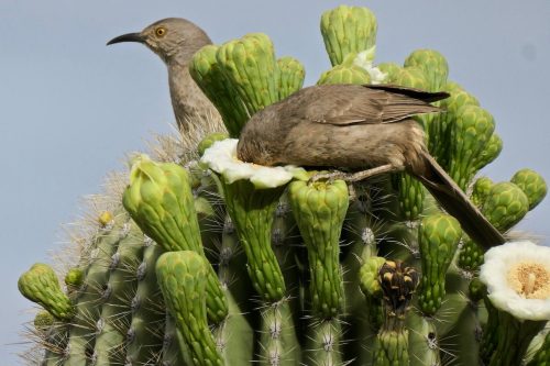 sitting-on-me-bum:    Curved-billed thrashers in the Sonoran