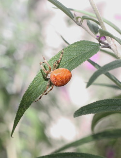 thescienceturnip: Araneus diadematus very pregnant. I found her