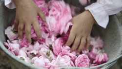 surelytomorrow:(The art of harvesting and preparing Taif rose