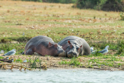 hippopotalust:  Resting Hippos (by luke.me.up)