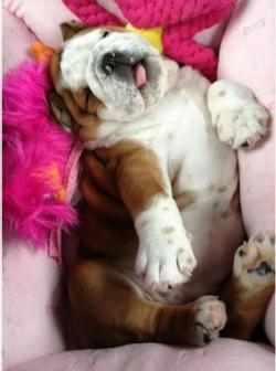 English Bulldog Love