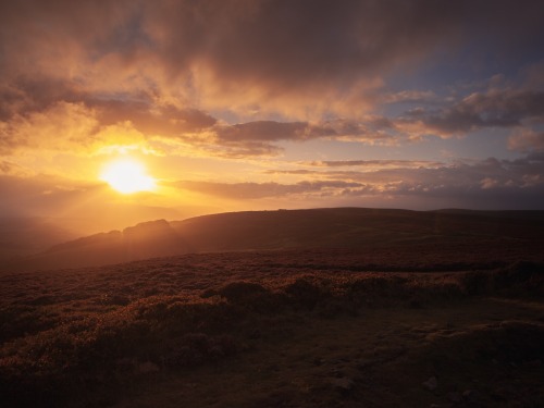 ardley:  The Quantock Hills, Somerset UK 2020 (Series overview)Photographed