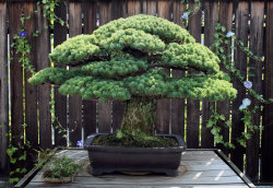 discoveringjapan:  National Geographic:This Japanese white pine,