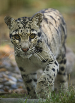 Clouded Leopard (by JasonBrownPhotography)