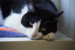 giffordcats:   Teddy is a smart and energetic cat. He loves head-butting