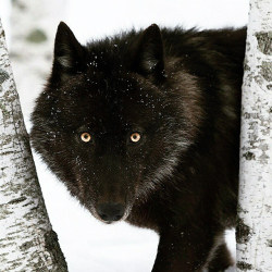 a77wolves:  . A Black Timber Wolf. Photography by ©( Conrad