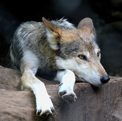 beautiful-wildlife:  Grey Wolf Chilling by Roxane Vanelli