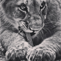 Cats love a good chew toy (Lion cub)