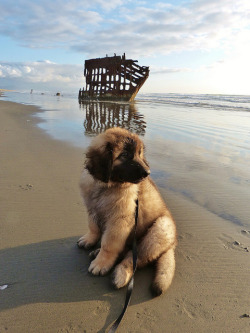 corolarios:  Gulliver’s First Trip to the Beach