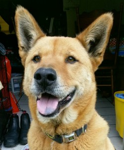 handsomedogs:  Halo, 9 yrs old, mixed breed German Shepherd/Golden