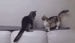 giflounge:  A longer arm could decide a vital cat fight.  