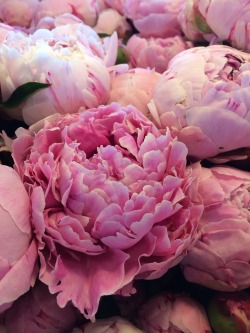 lemony-freshh:  Love peonies 