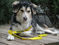 hotdiggitydog-blog:  The Yellow Dog Project creates awareness