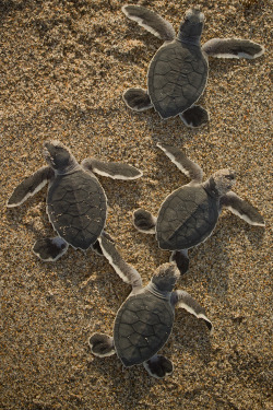 wonderous-world:  Endangered Green Sea Turtle Hatchlings by Chris