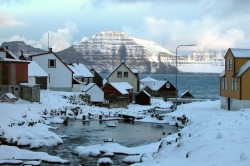 hogpig: The Faroe Islands 