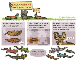 birdandmoon:  Here’s a new comic about saving our amphibian