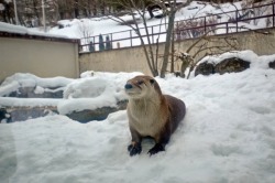 maggielovesotters:Otter has fun in the snow  Source: https://twitter.com/wonderfulzoo_k/status/693974993781194752Ahhhhcute