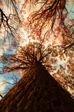 atraversso:  Au pied de mon arbre  by Nicolas Le Boulanger 