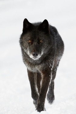 beautiful-wildlife:  Black Wolf by John E. Marriott