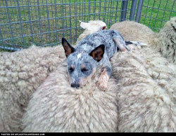 aplacetolovedogs:   An Australian Cattle Dog takes a well deserved