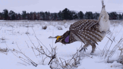 the-stray-liger:  ontarionature:  sharp-tailed grouse gif, Courtesy
