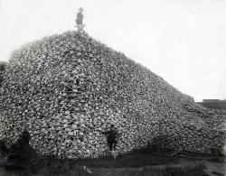 Crânes de bisons, 1870.Cette photographie montre deux américains