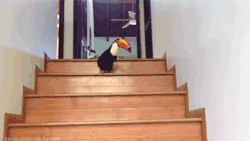 thefrogman:  [video]  THIS IS A TOUCAN! HOPPING DOWN THE STAIRS!!!