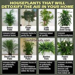 christinenotchristina:  Yes :). Well… ALL plants really :)) 