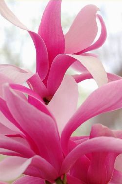 flowersgardenlove:  magnolia Beautiful gorgeous pretty flowers