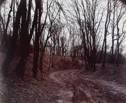 feuille-d-automne:  Saint-Cloud (Series Saint Cloud), par Eugène