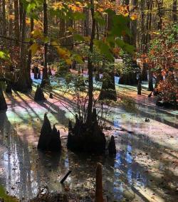 everythingstarstuff: Ever seen a rainbow swamp before? Jeff Ripple,