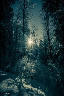 raegi-foto: winterforest by www.raegi.ch