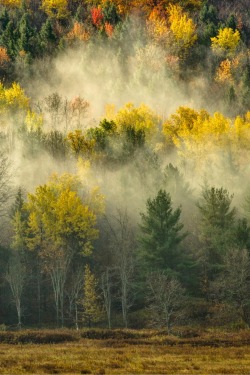 tect0nic:  Mist, Trees, Hill by Jeff Seige via 500px. 