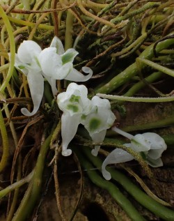 orchid-a-day:  Microcoelia bulbocalcarataDecember 24, 2016