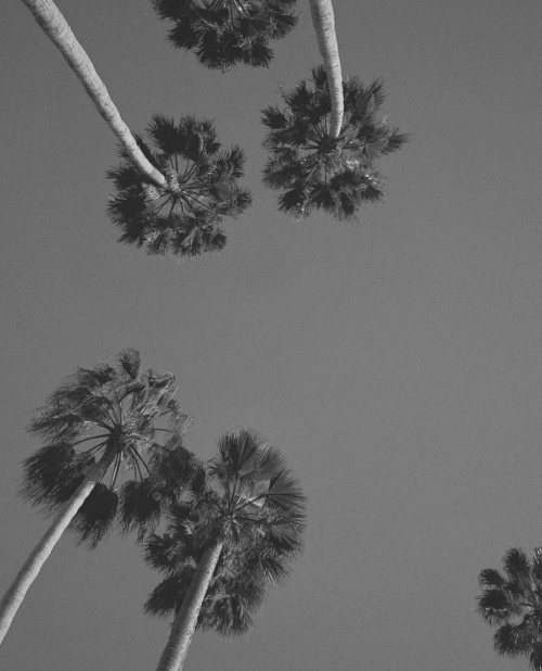 makinginfinity:  Under the palm trees  #frachella #frachellamood