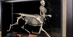 sixpenceee:Centaur Made of Real Bones Skulls Unlimited is the