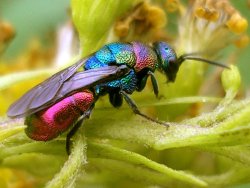 sixpenceee:  Commonly known as cuckoo wasps or emerald wasps,