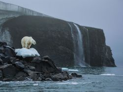 Emperor of the north (Polar bear, Rudolf Island, Russia)