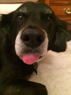 awwww-cute:  I just want everyone to meet my old man, Toby. That’s
