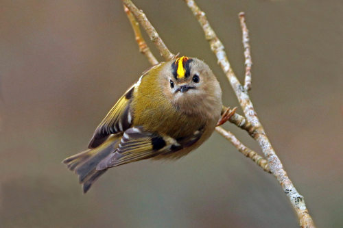 <p><a class="tumblr_blog" href="http://avianeurope.tumblr.com/post/129358863523">avianeurope</a>:</p>
<blockquote>
<p>

<b>Goldcrest</b> (<i>Regulus regulus</i>)

>>by <a href="https://www.flickr.com/photos/50351963@N03/16762234739">Adrian  Morrison</a> </p>
</blockquote>

<p>One of my favourite British birds</p>