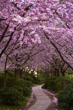 c1tylight5:  Cherry Blossom (by CB - Photography)     